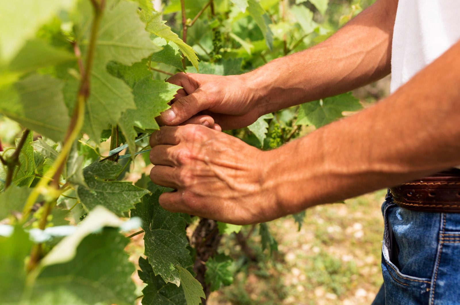 Palestra sobre o Tratamento da Vinha – Frutivinhos Palestra sobre o Tratamento da Vinha - Frutivinhos